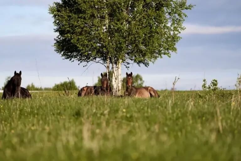 Отель-заповедник Лесное